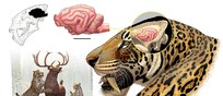 La ricostruzione del cervello della tigre dai denti a sciabola svela nuovi indizi sul suo comportamento (fonte: Simone Zoccante)